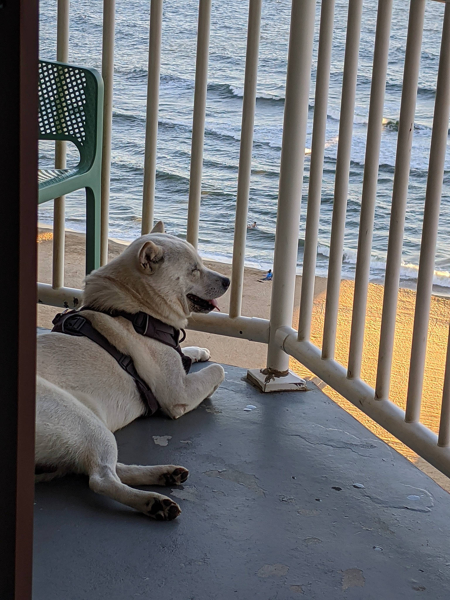 Akira joined the competition — help win amazing prizes! animal_shelter, canidae, carnivore, dog, dog_breed, fawn, non_sporting_group, snout, sporting_group