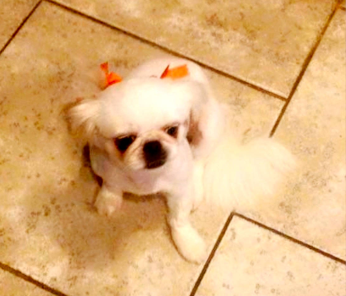 Bella joined the competition — help win amazing prizes! ancient_dog_breeds, canidae, carnivore, chinese_imperial_dog, companion_dog, dog, dog_breed, eye, flooring, japanese_chin, mammal, nose, pekingese, puppy, puppy_love, shih_tzu, snout, sporting_group, tibetan_spaniel, toy_dog