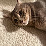 Kyubi participe au concours pour gagner de l'argent avec cette photo : animal, carpet, cat, close_up, curious, cute, domestic, ears, feline, floor, fur, indoor, laying_down, mammal, pet, portrait, relaxed, shadow, soft, whiskers
