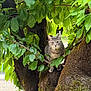 animal, branch, cat, closeup, curious, daylight, eyes, fur, gray_cat, greenery, leaves, mammal, nature, outdoor, perched, pet, tree, tree_bark, whiskers, wildlife