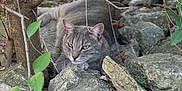 Kyubi participe au concours pour gagner de l'argent avec cette photo : animal, camouflage, cat, closeup, eyes, fur, gray_cat, green_leaves, mammal, nature, outdoor, quiet, relaxed, resting, rocks, shadows, sunlight, tree_branch, whiskers, wildlife