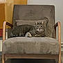 Kyubi a rejoint le concours — aidez-le/la à gagner de superbes lots ! animal, armchair, calm, cat, cozy, cushion, domestic_cat, feline, furniture, gray_cat, indoor, living_room, looking, pet, relaxing, resting, sitting, striped_cat, tabby_cat, wooden_armchair