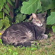 Skylar joined the competition — help win amazing prizes! cat, gray_cat, tabby_cat, grass, greenery, leaves, outdoor, nature, plants, animal, pet, resting, feline, mammal, fur, whiskers, eyes, relaxed, garden, wildlife