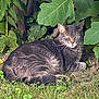 cat, gray_cat, tabby_cat, grass, greenery, leaves, outdoor, nature, plants, animal, pet, resting, feline, mammal, fur, whiskers, eyes, relaxed, garden, wildlife