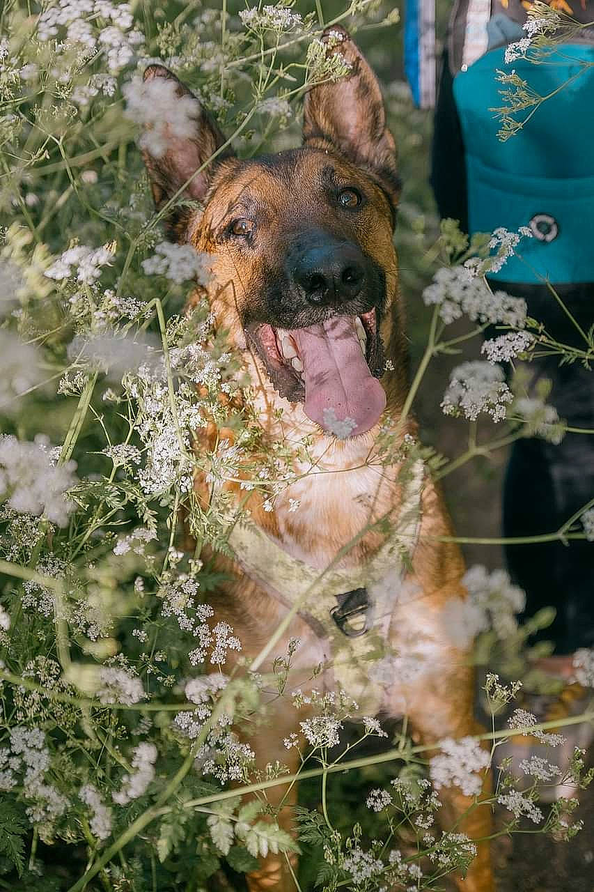River participe au concours pour gagner de l'argent avec cette photo : canidae, carnivore, collar, companion_dog, dog, dog_breed, east_european_shepherd, fawn, felidae, fur, german_shepherd_dog, grass, herding_dog, plant, snout, sporting_group, twig, whiskers, wildlife, winter