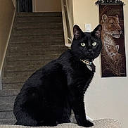 Shadow is registered to the contest to win money with this photo: black_cat, cat, indoor, stairs, wall_hanging, lioness_art, green_eyes, pet, feline, sitting, portrait, animal, domestic_cat, furniture, home_interior, decor, close_up, looking, alert, texture