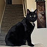 black_cat, cat, indoor, stairs, wall_hanging, lioness_art, green_eyes, pet, feline, sitting, portrait, animal, domestic_cat, furniture, home_interior, decor, close_up, looking, alert, texture