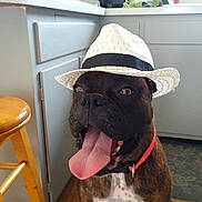 Jax is registered to the contest to win money with this photo: dog, brindle, hat, white_hat, tongue_out, indoor, kitchen, wooden_stool, cabinet, pet, canine, smiling, happy, collar, floor, appliance, countertop, window, mug, domestic