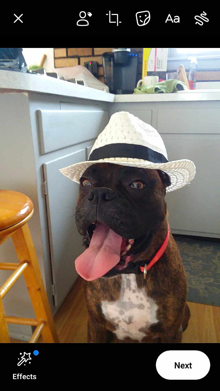 Jax is registered to the contest to win money with this photo: dog, brindle, hat, white_hat, tongue_out, indoor, kitchen, wooden_stool, cabinet, pet, canine, smiling, happy, collar, floor, appliance, countertop, window, mug, domestic