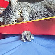 Simba joined the competition — help win amazing prizes! animal, blue_fabric, box, cat, claw, closeup, curious, cute, feline, fur, horizontal, indoor, paw, pet, resting, soft_light, tabby, texture, whiskers, yellow_eyes