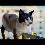 Horus participe au concours pour gagner de l'argent avec cette photo : alert, animal, background_blur, balcony, blue_eyes, cat, closeup, curious, daylight, domestic_animal, feline, fur, outdoor, pet, portrait, railing, soft_focus, string_lights, urban, whiskers