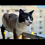alert, animal, background_blur, balcony, blue_eyes, cat, closeup, curious, daylight, domestic_animal, feline, fur, outdoor, pet, portrait, railing, soft_focus, string_lights, urban, whiskers