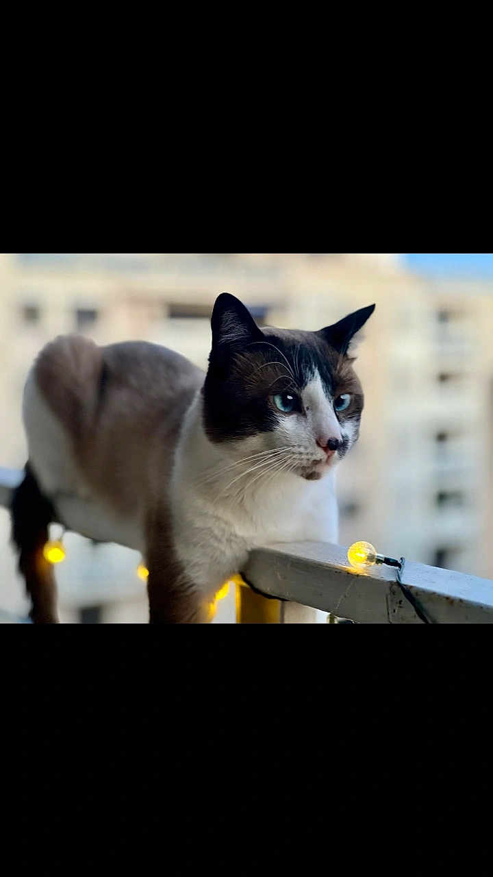 Horus
