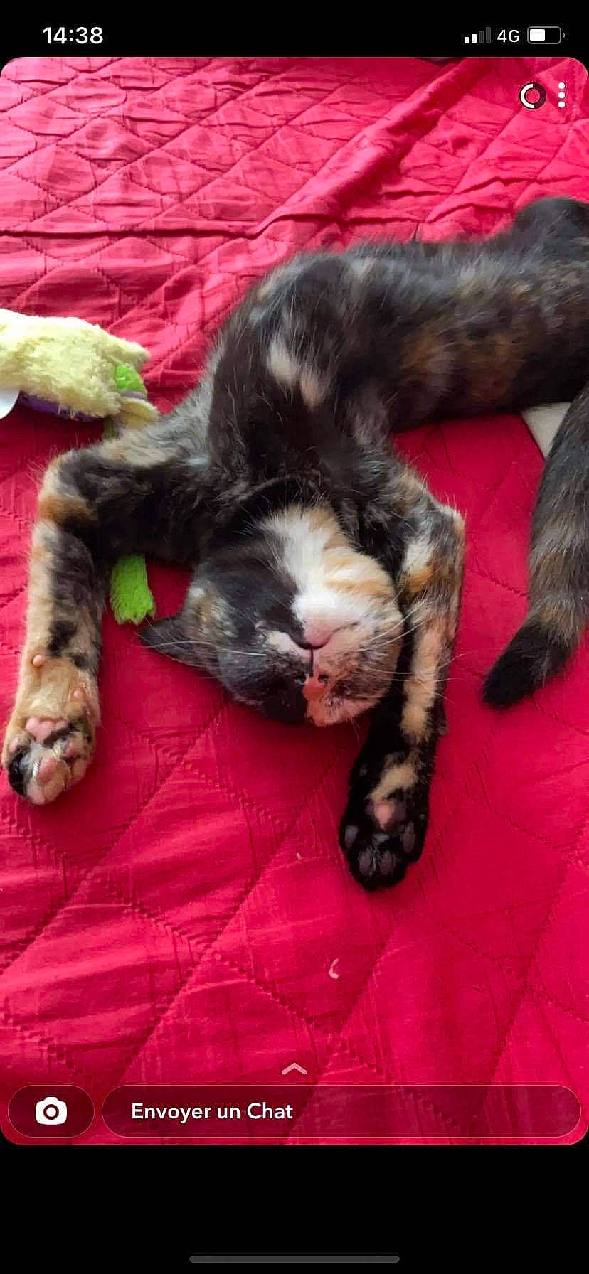 Smoothie participe au concours pour gagner de l'argent avec cette photo : bored, canidae, carnivore, cat, claw, comfort, companion_dog, dog_breed, domestic_short_haired_cat, felidae, foot, fur, paw, small_to_medium_sized_cats, snout, sporting_group, tail, terrestrial_animal, toe, whiskers