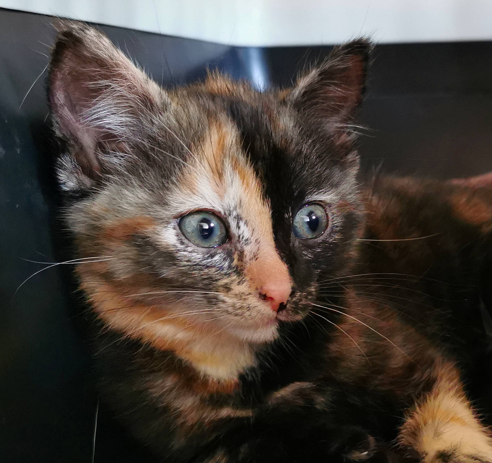 Smoothie participe au concours pour gagner de l'argent avec cette photo : carnivore, cat, claw, domestic_short_haired_cat, ear, eye, fawn, felidae, fur, paw, small_to_medium_sized_cats, snout, terrestrial_animal, whiskers, wildlife, window