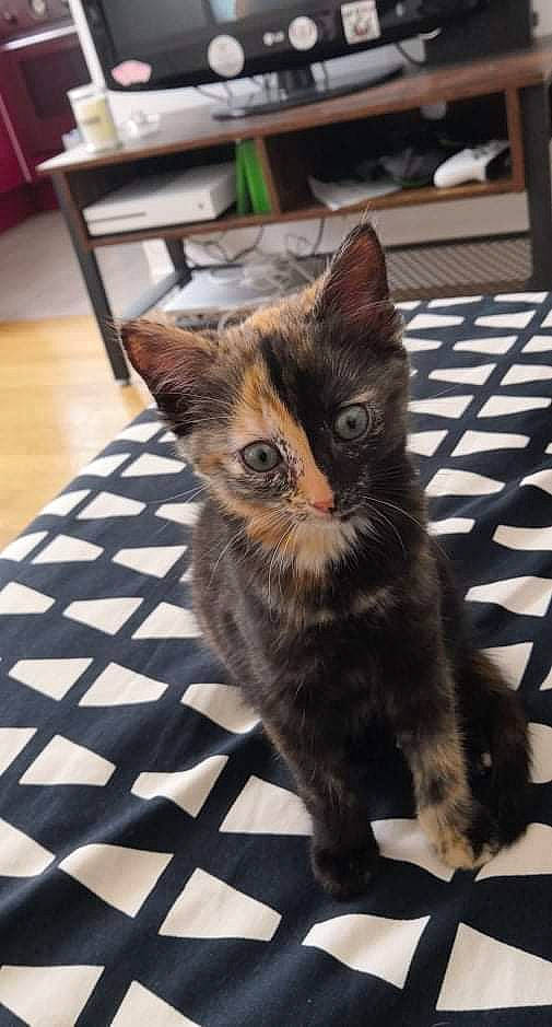 Smoothie participe au concours pour gagner de l'argent avec cette photo : carnivore, cat, chair, claw, domestic_short_haired_cat, fawn, felidae, floor, flooring, foot, fur, hardwood, human_leg, paw, sitting, small_to_medium_sized_cats, snout, tail, whiskers, wood