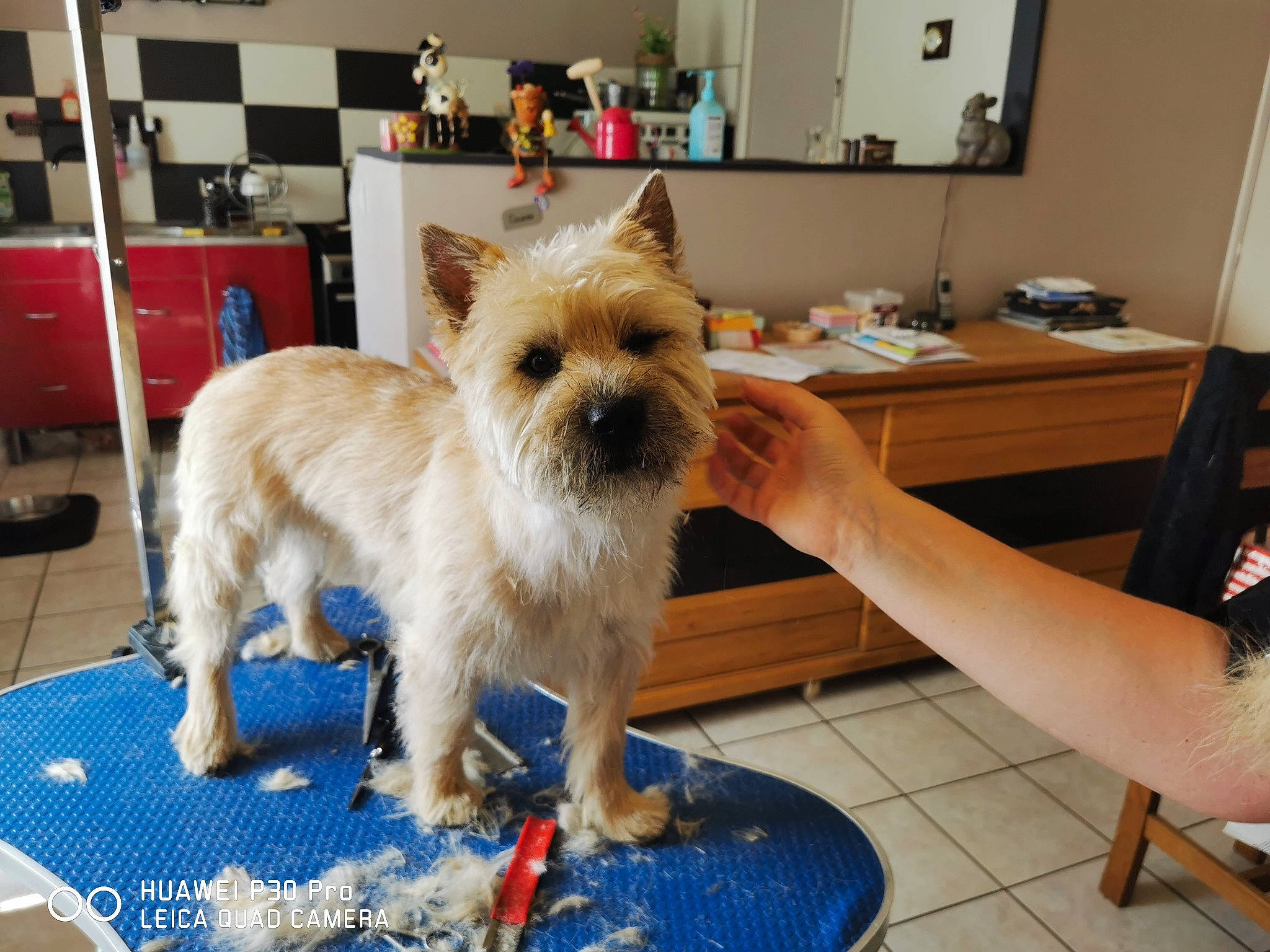 Robby a rejoint le concours — aidez-le/la à gagner de superbes lots ! cabinetry, carnivore, chair, companion_dog, dog, dog_breed, dog_clothes, dog_supply, fawn, felidae, flooring, fur, mirror, picture_frame, small_terrier, snout, tail, terrier, toy_dog, yorkshire_terrier