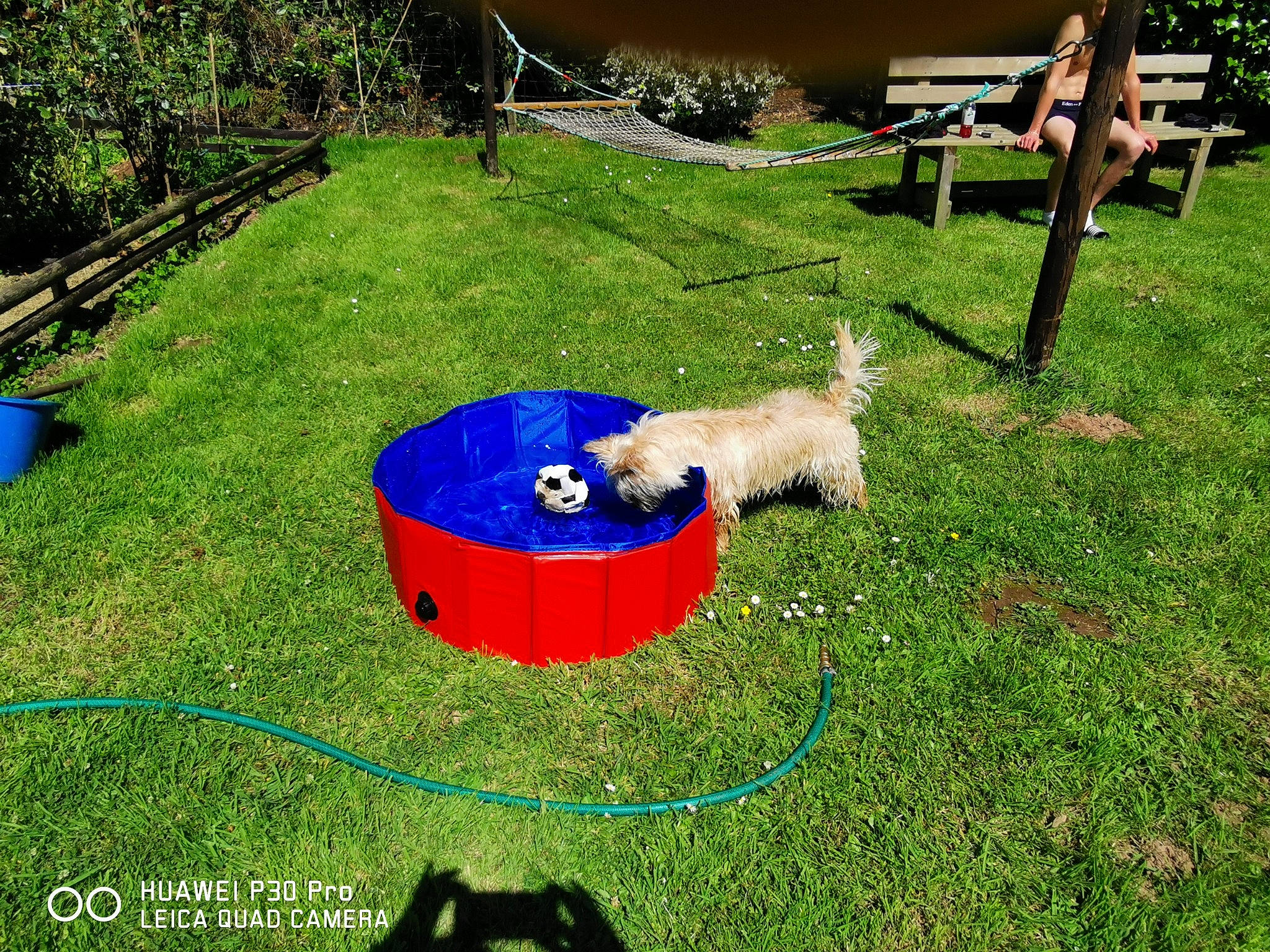 Robby a rejoint le concours — aidez-le/la à gagner de superbes lots ! backyard, bench, chair, companion_dog, dog, dog_breed, dog_sports, fun, garden, grass, grassland, green, landscape, lawn, leisure, outdoor_furniture, plant, recreation, tree, yard