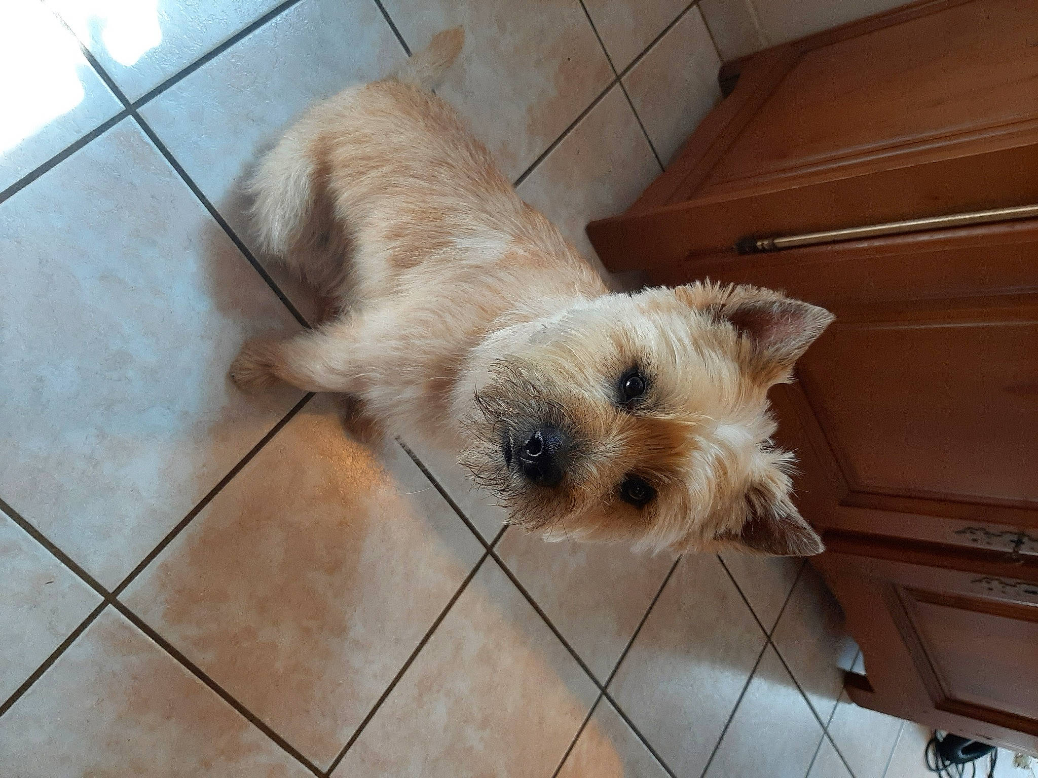 Robby a rejoint le concours — aidez-le/la à gagner de superbes lots ! canidae, carnivore, companion_dog, dog, dog_breed, dog_supply, fawn, flooring, fur, hardwood, small_terrier, snout, sporting_group, terrier, tile_flooring, toy, toy_dog, wood, working_animal, working_terrier