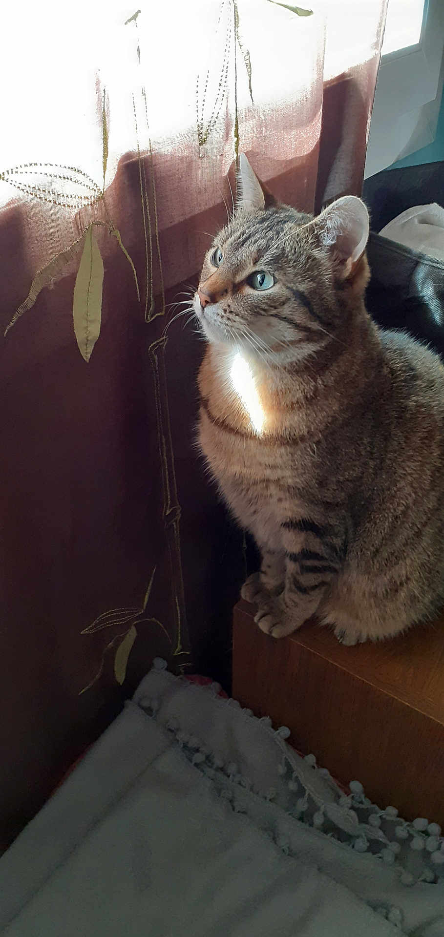 Praline