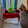 animal, balcony, cat, curiosity, daylight, domestic, fabric_curtain, floor, green_leaves, home, indoor, looking_away, metal_grid, pet, pink_collar, plant, red_planter, sitting, tabby_cat, wooden_furniture