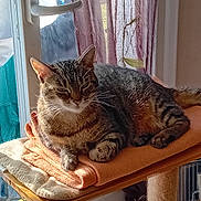 Praline a rejoint le concours — aidez-le/la à gagner de superbes lots ! animal, cat, cat_tree, cozy, curtain, daylight, domestic, feline, fur, home, indoor, pet, relaxed, resting, sleepy, soft, sunlight, tabby, towel, window