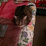 Praline participe au concours pour gagner de l'argent avec cette photo : animal, bed, blanket, brown, cat, cozy, cute, feline, floral, fur, home, indoor, loaf, pet, pink, quilt, relaxed, resting, striped, tabby