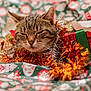 cat, tabby, tinsel, gift, wrapping_paper, holiday, festive, cozy, pet, animal, feline, closeup, decorations, christmas, relaxed, sleepy, cute, indoor, soft_focus, celebration