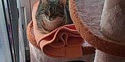 Praline participe au concours pour gagner de l'argent avec cette photo : animal, blanket, calm, carpet, cat, cat_tree, cozy, daylight, feline, grass, greenery, indoor, looking, perched, pet, resting, scratching_post, soft, tabby, window