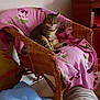 cat, tabby_cat, wicker_chair, pink_blanket, floral_pattern, indoor, furniture, pet, animal, cozy, relaxed, seated, living_room, wooden_floor, striped_leg, household, cute, domestic_cat, resting, soft_fabric