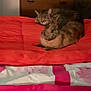 Praline participe au concours pour gagner de l'argent avec cette photo : animal_friendship, bed, blanket, brown_rabbit, cat, cozy, dorm_room, fabric, fan, furniture, indoor, orange, pet, pink, rabbit, resting, snuggling, soft_lighting, tabby_cat, wooden_dresser