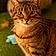 Praline