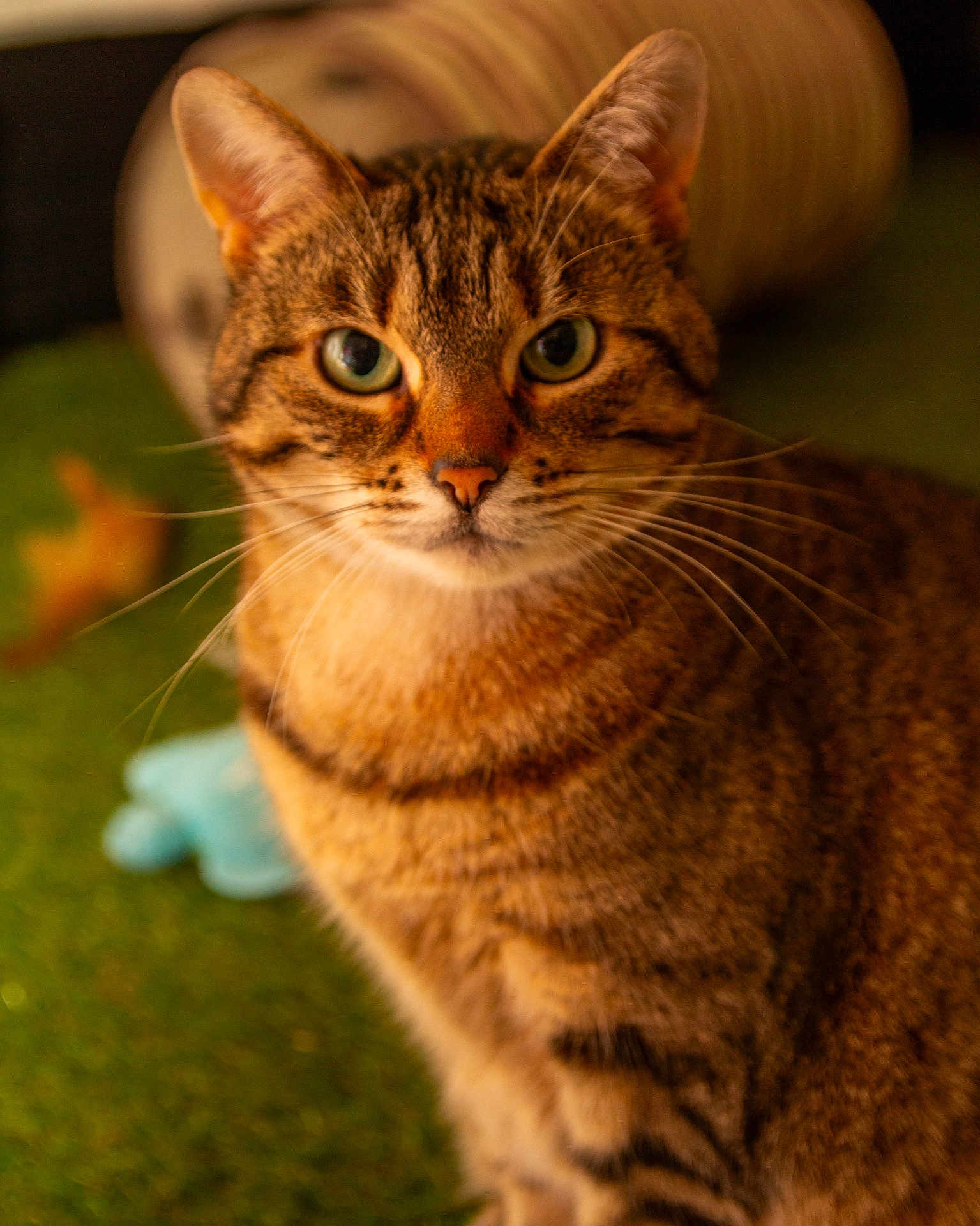 Praline