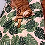 cat, tabby, indoor, blanket, leaf_pattern, sleeping, pet, cozy, feline, striped, relaxed, bed, resting, animal, domestic, fur, cute, comfort, mammal, sleep