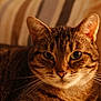 cat, tabby, close_up, portrait, animal, pet, feline, whiskers, fur, ears, green_eyes, indoor, soft_light, warm_tones, striped, cute, mammal, domestic_animal, relaxed, focus