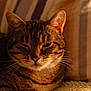 cat, tabby, pet, animal, feline, whiskers, ears, face, closeup, resting, indoor, cozy, striped_pillow, soft_light, fur, sleepy, comfort, relaxed, cute, mammal