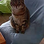 cat, tabby_cat, chair, blanket, indoor, furniture, cat_tree, window, wooden_floor, table, toilet_paper, pet, domestic_animal, resting, cozy, home, calm, animal, sitting, feline