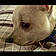 Falkor