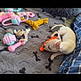 Falkor joined the competition — help win amazing prizes! bed, blanket, chewing, colorful_toys, cozy, cute, dog, gray_bedspread, indoor, knotted_rope, orange_toy, pet, pink_toy, playful, plush_toy, puppy, resting, small_dog, toy, white_dog