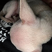 Falkor joined the competition — help win amazing prizes! animal, black, close_up, cozy, curled_up, cute, dog, ear, fabric, fur, indoor, light_colored, peaceful, pet, puppy, resting, sleeping, small, text, white