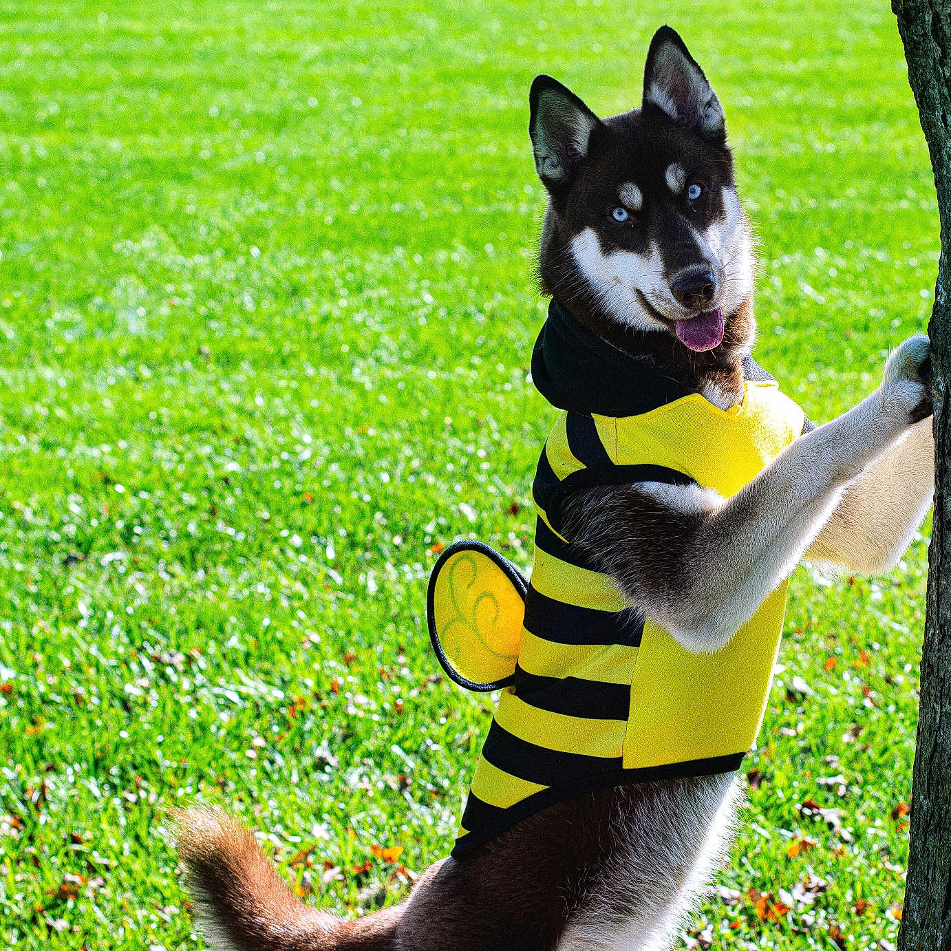 Nova is registered to the contest to win money with this photo: accessories, animal, canine, dog, face, grass, head, husky, lawn, nature, outdoors, park, person, pet, plant, puppy, strap, tree, treetrunk, yard