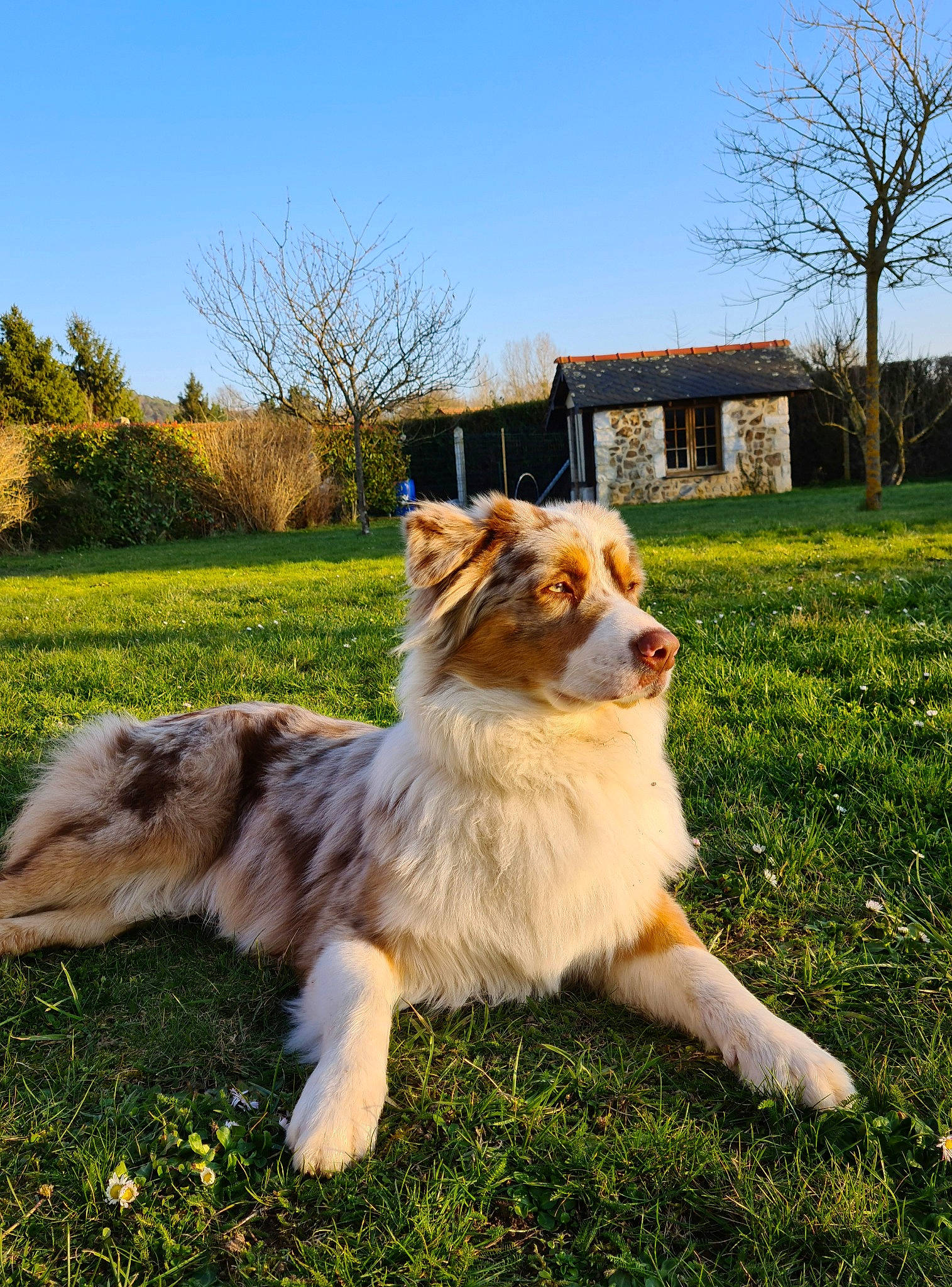 Ryo participe au concours pour gagner de l'argent avec cette photo : canidae, carnivore, chair, companion_dog, dog, dog_breed, fawn, felidae, fur, grass, grassland, herding_dog, plant, sky, snout, sporting_group, tail, terrestrial_animal, tree, whiskers
