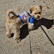 Milo joined the competition — help win amazing prizes! dog, small_dog, puppy, hoodie, blue_clothing, gray_clothing, heart_design, sidewalk, concrete, shadow, tongue_out, pet, outdoor, animal, walking, leash, furry, cute, daylight, playful