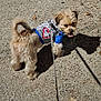 dog, small_dog, puppy, hoodie, blue_clothing, gray_clothing, heart_design, sidewalk, concrete, shadow, tongue_out, pet, outdoor, animal, walking, leash, furry, cute, daylight, playful
