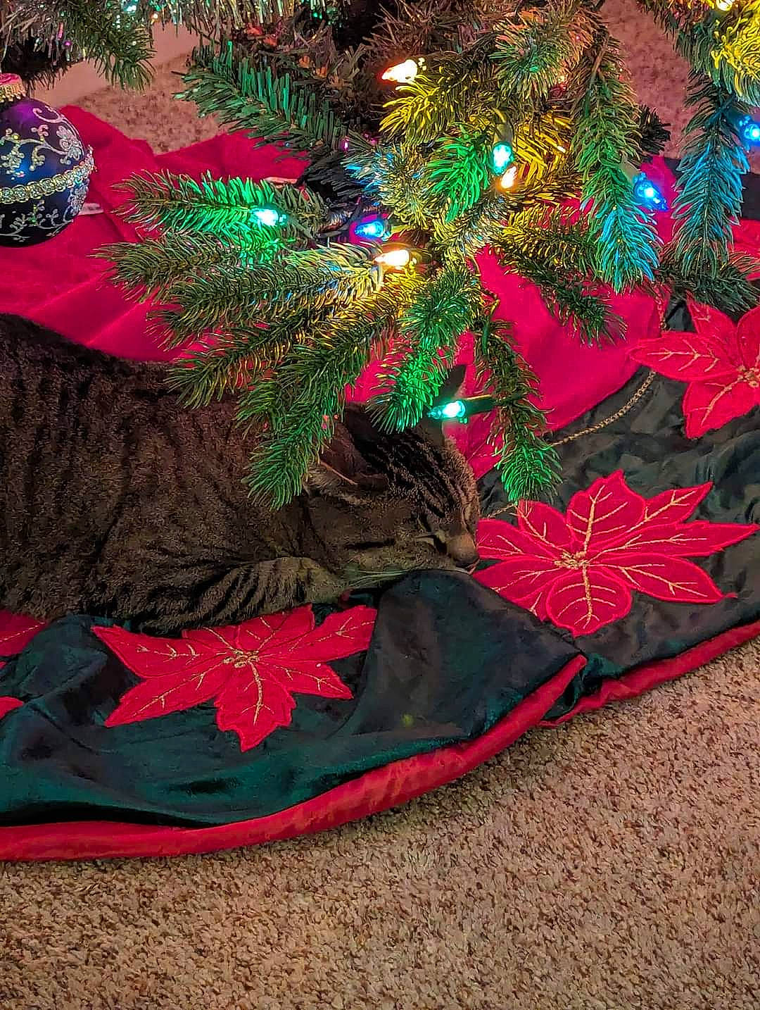 Bella joined the competition — help win amazing prizes! carmine, christmas, christmas_decoration, christmas_ornament, christmas_tree, conifer, decoration, event, evergreen, fashion_accessory, hat, holiday, holiday_ornament, magenta, natural_material, ornament, pattern, plant, sleeve, tree