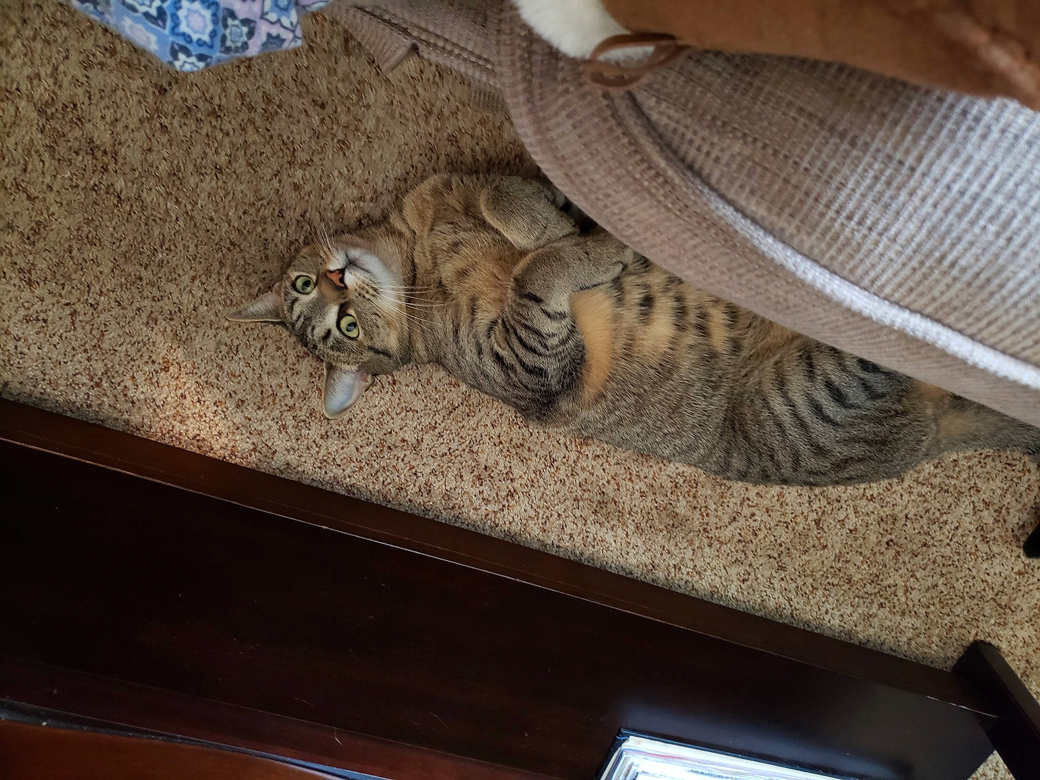 Bella is registered to the contest to win money with this photo: beige, carnivore, cat, domestic_short_haired_cat, felidae, fur, home_accessories, ocicat, small_to_medium_sized_cats, tabby_cat, tablet_computer, tail, terrestrial_animal, varnish, vertebrate, whiskers, wicker, wood_stain