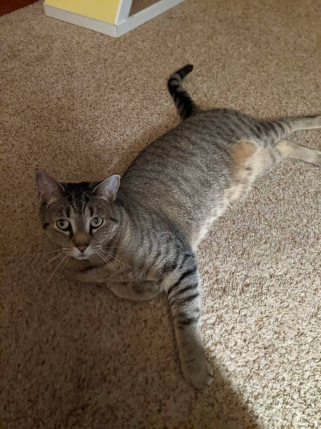 Bella joined the competition — help win amazing prizes! carnivore, cat, claw, domestic_short_haired_cat, fawn, felidae, flooring, foot, fur, grey, paw, shadow, small_to_medium_sized_cats, snout, tail, terrestrial_animal, whiskers, wildlife, wood