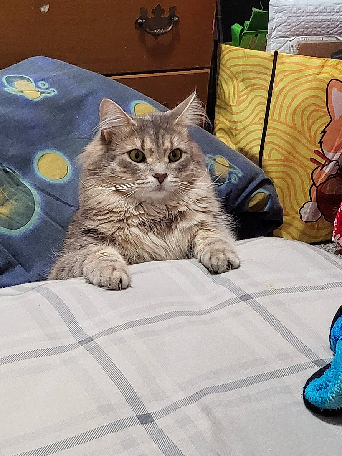 Gus joined the competition — help win amazing prizes! bed, bed_sheet, bedding, blue, carnivore, cat, comfort, couch, domestic_short_haired_cat, felidae, fur, grey, linens, pattern, paw, room, sitting, small_to_medium_sized_cats, tail, whiskers