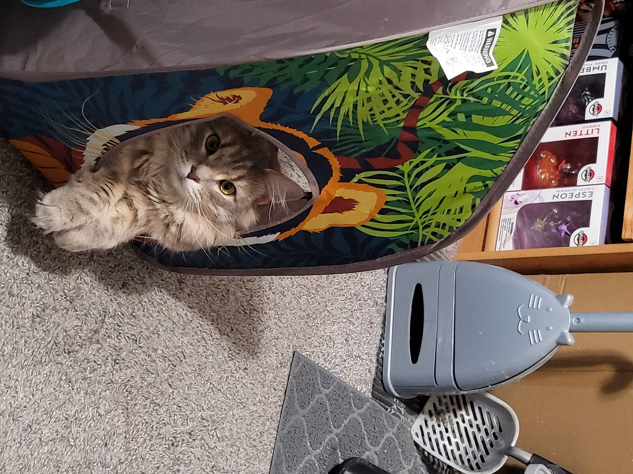 Gus joined the competition — help win amazing prizes! art, carnivore, cat, domestic_short_haired_cat, eyewear, felidae, fish, fur, hat, kitchen_utensil, knife, paw, personal_protective_equipment, skateboard, small_to_medium_sized_cats, snowboard, sports_equipment, tail, visual_arts, whiskers