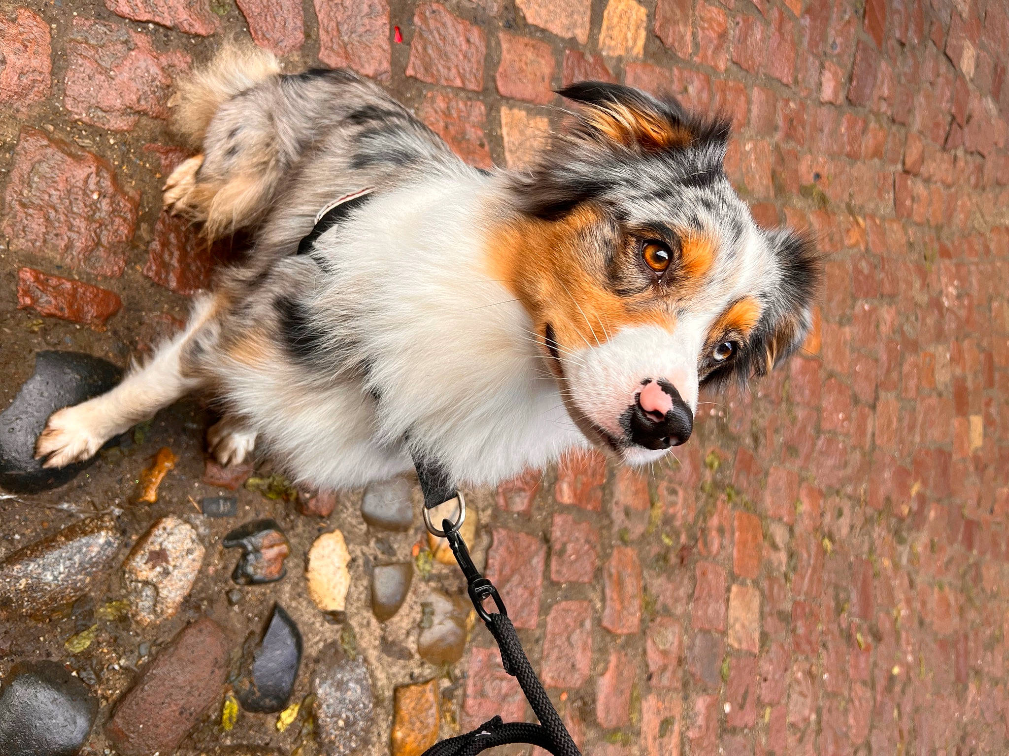 Raika participe au concours pour gagner de l'argent avec cette photo : ancient_dog_breeds, canidae, carnivore, companion_dog, dog, dog_breed, fawn, fur, herding_dog, scotch_collie, snout, sporting_group, tail, terrestrial_animal, whiskers, wildlife, working_dog